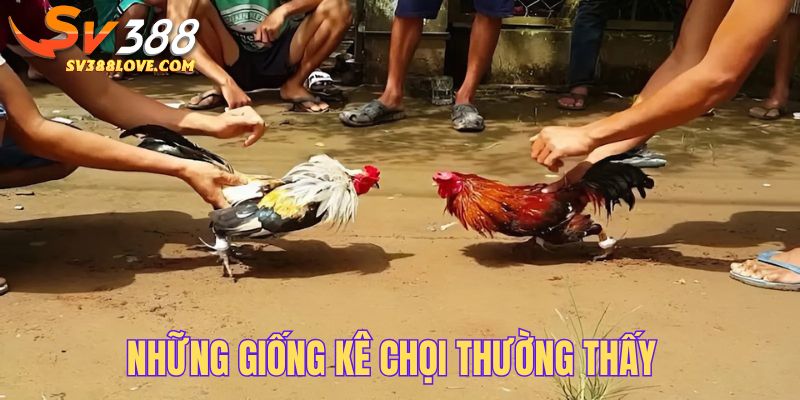 Gọi tên những giống kê chọi thường thấy trong đá gà có trang bị vũ khí