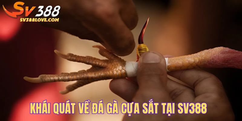 Giới thiệu nhanh về siêu phẩm đá gà cựa sắt đến bạn đọc gần xa