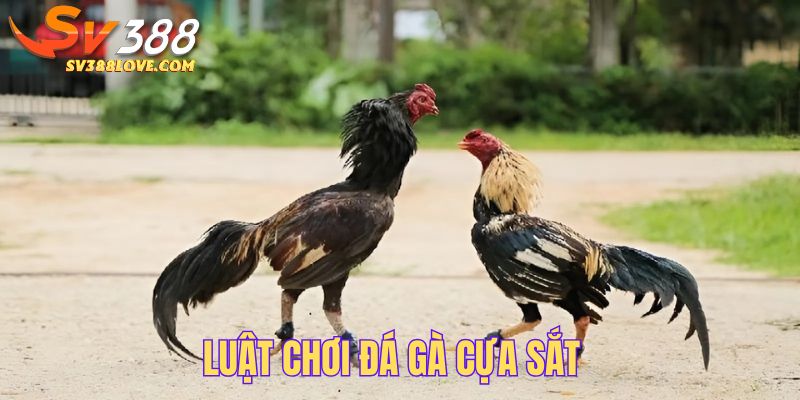 Những quy định bắt buộc khi tham gia đá gà cựa sắt