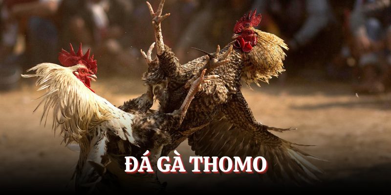 Giải đấu Thomo nổi danh hàng đầu châu lục