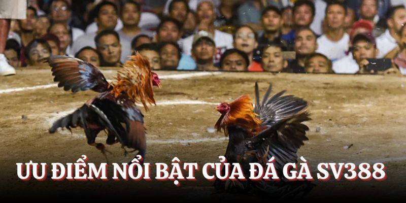 Chỉ dẫn quy trình đặt cược đá gà tại nhà cái SV388