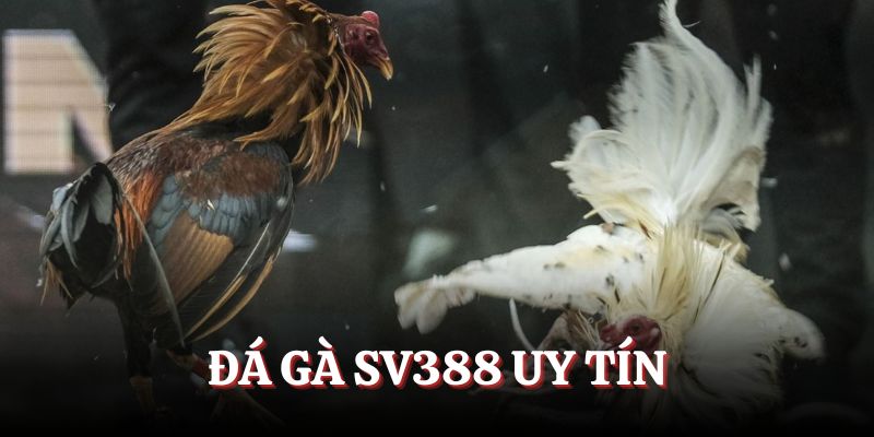Sân chơi cá cược đá gà SV388 uy tín và đẳng cấp