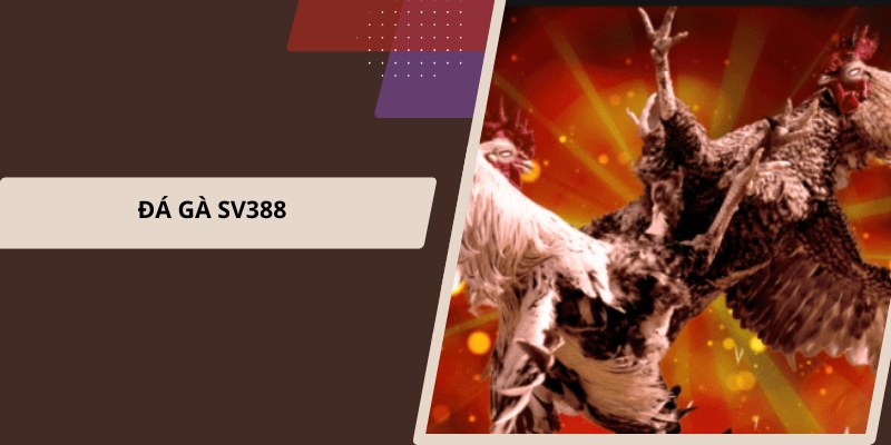 Đá gà SV388 kịch tính
