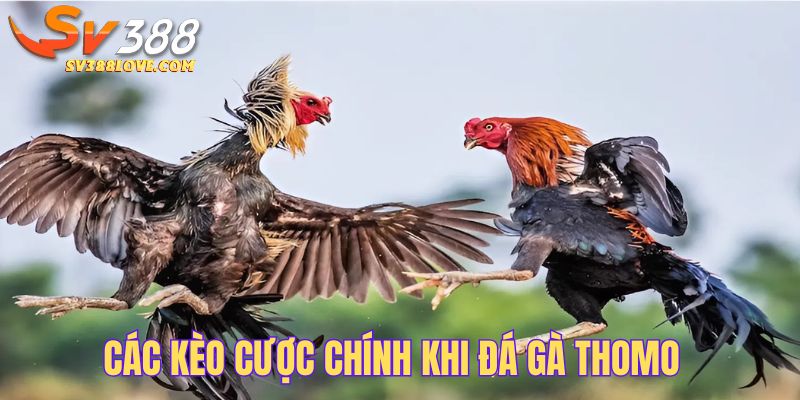 Những kèo cược chính khi chơi đá gà Thomo cơ bản