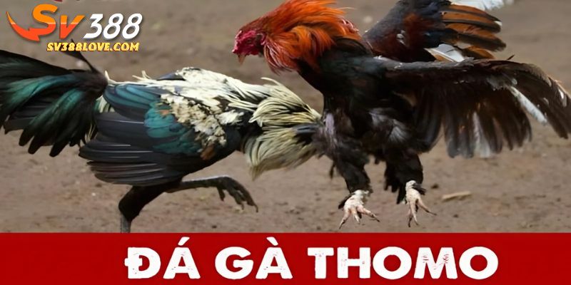 Đá gà thomo tại SV388