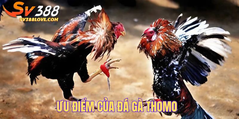 Những lợi ích mà bạn được hưởng khi tham gia đá gà Thomo