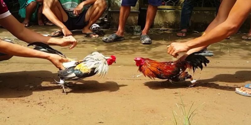 Thông tin sơ lược khi tìm hiểu về hình thức đá gà tre