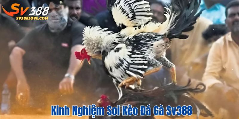 Kinh nghiệm soi kèo đá gà SV388