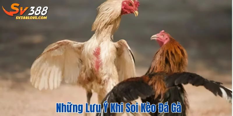 Những lưu ý khi soi kèo đá gà