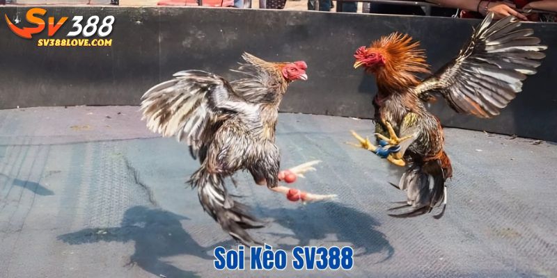 Soi kèo SV388 avt