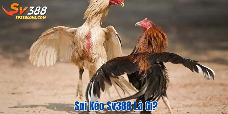Soi kèo SV388 là gì?